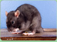 rat control Ellesmere Port